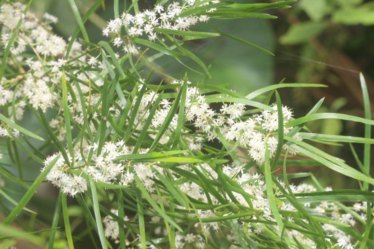 Asparagus falcatus L.